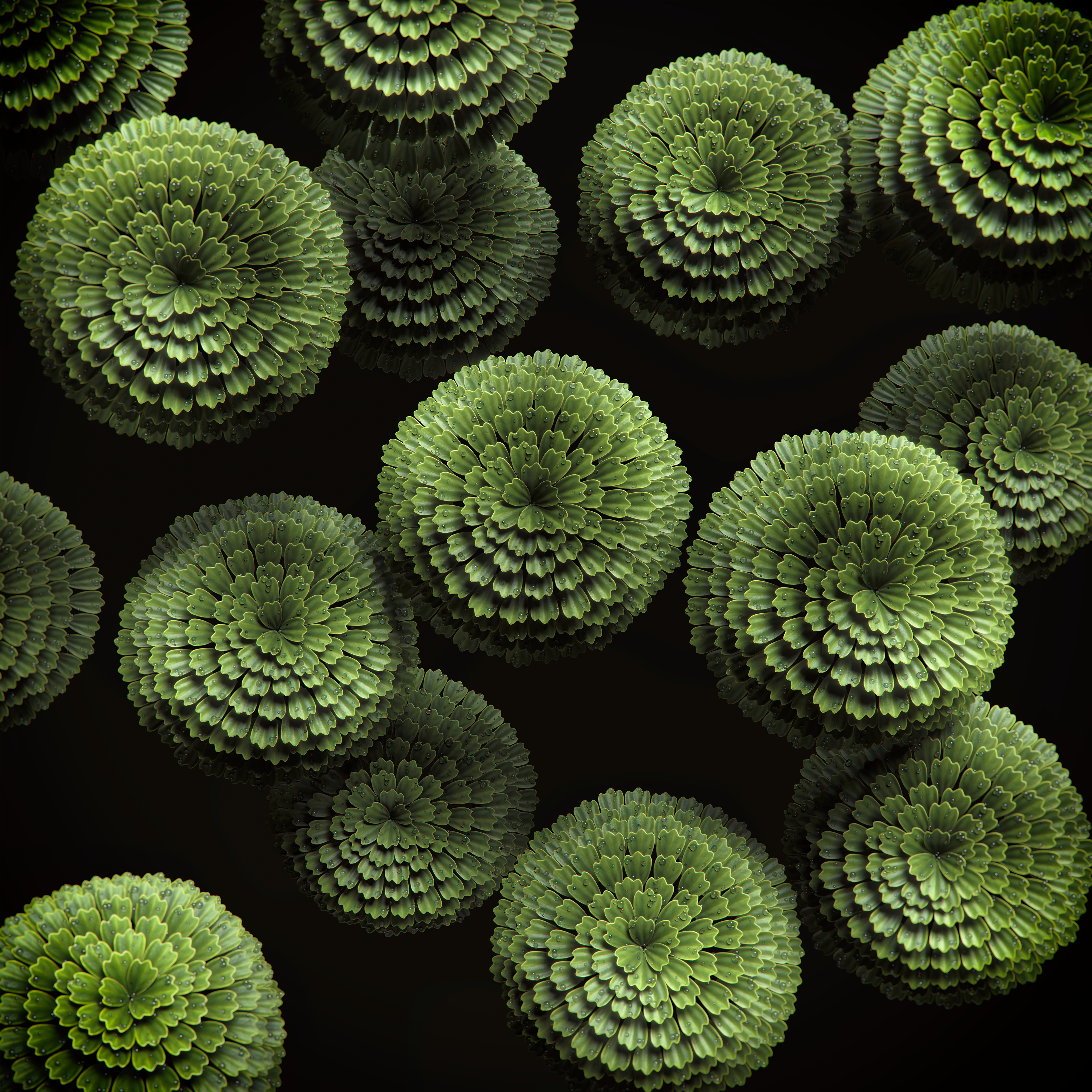 Extremolytes (Myrothamnus Flabellifolia)