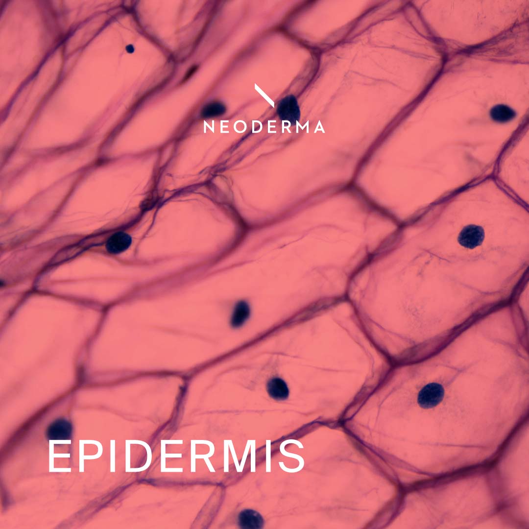 Noder Ma Epidermis Skin Health | NEODERMA