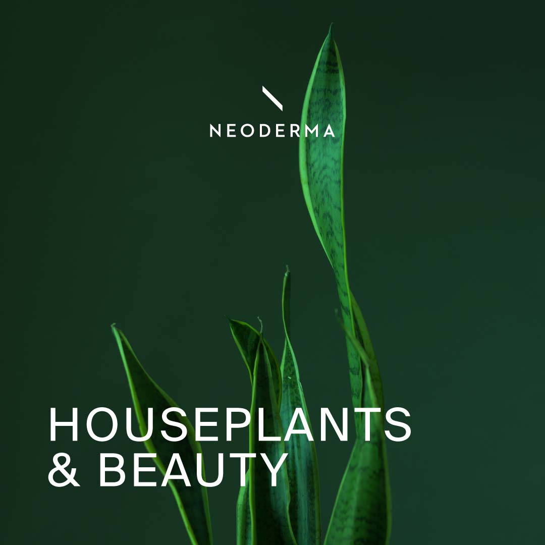 Houseplants & Beauty