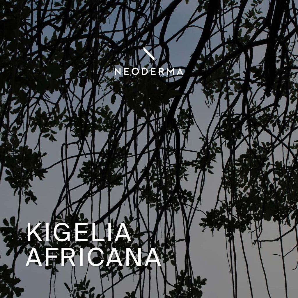 Kigelia Africana